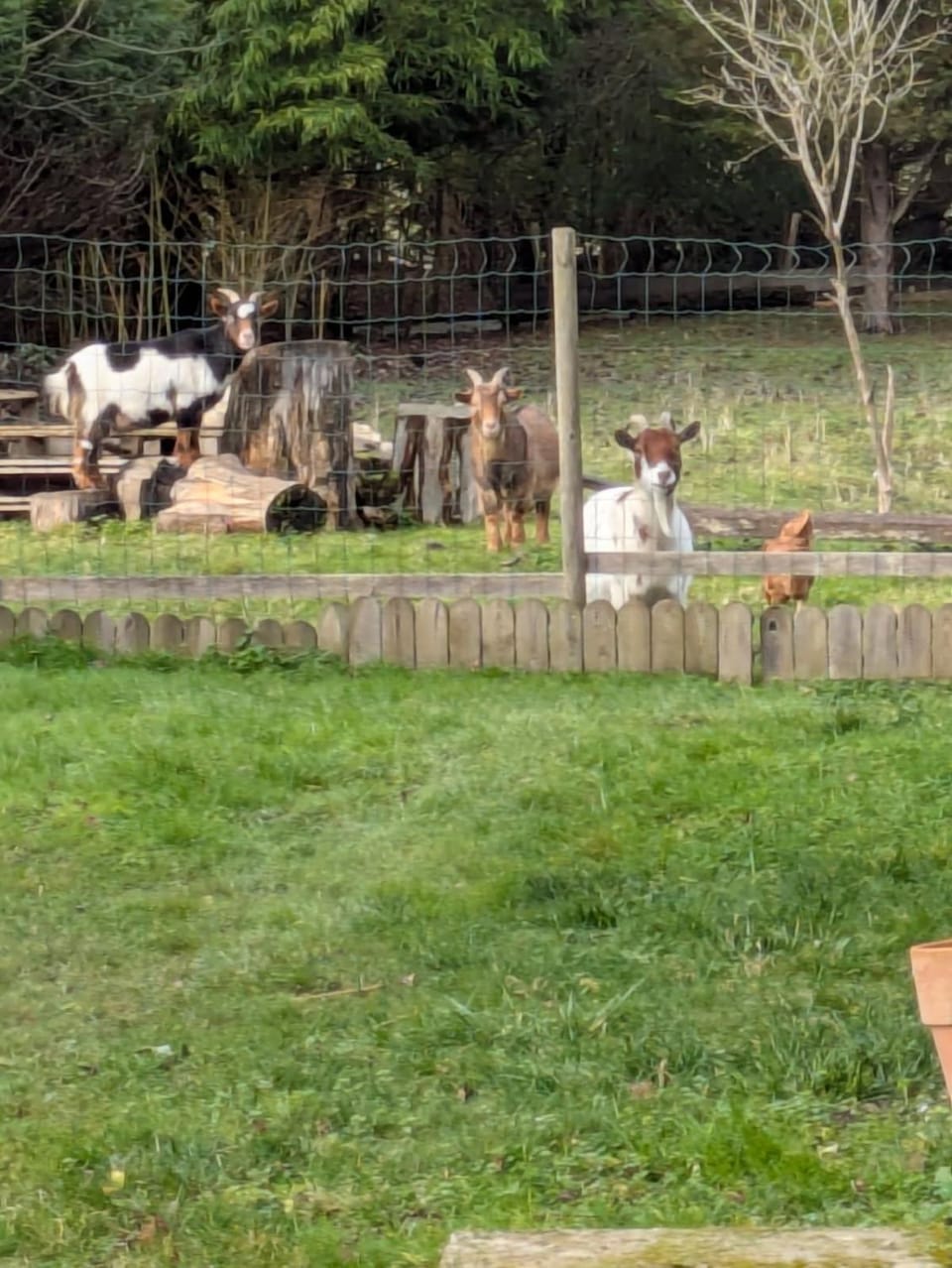 Animals