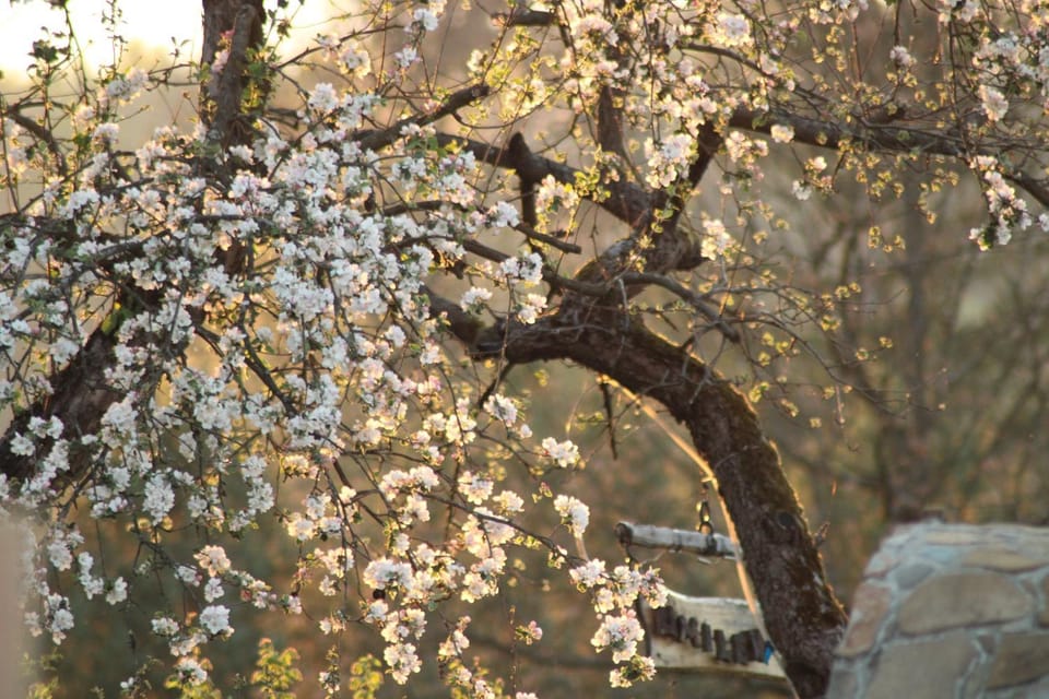 Spring