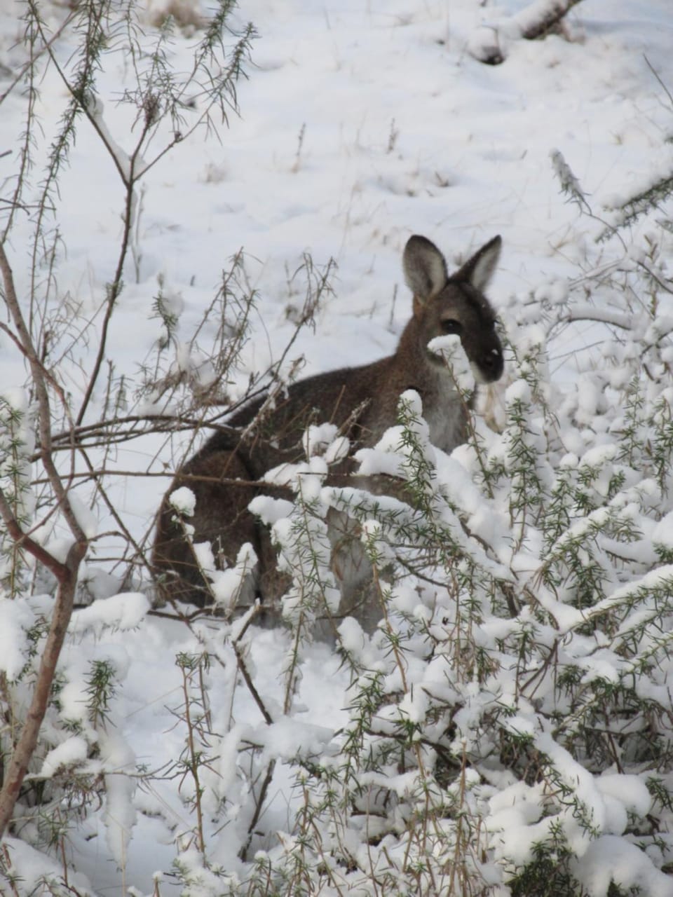 Winter, Animals
