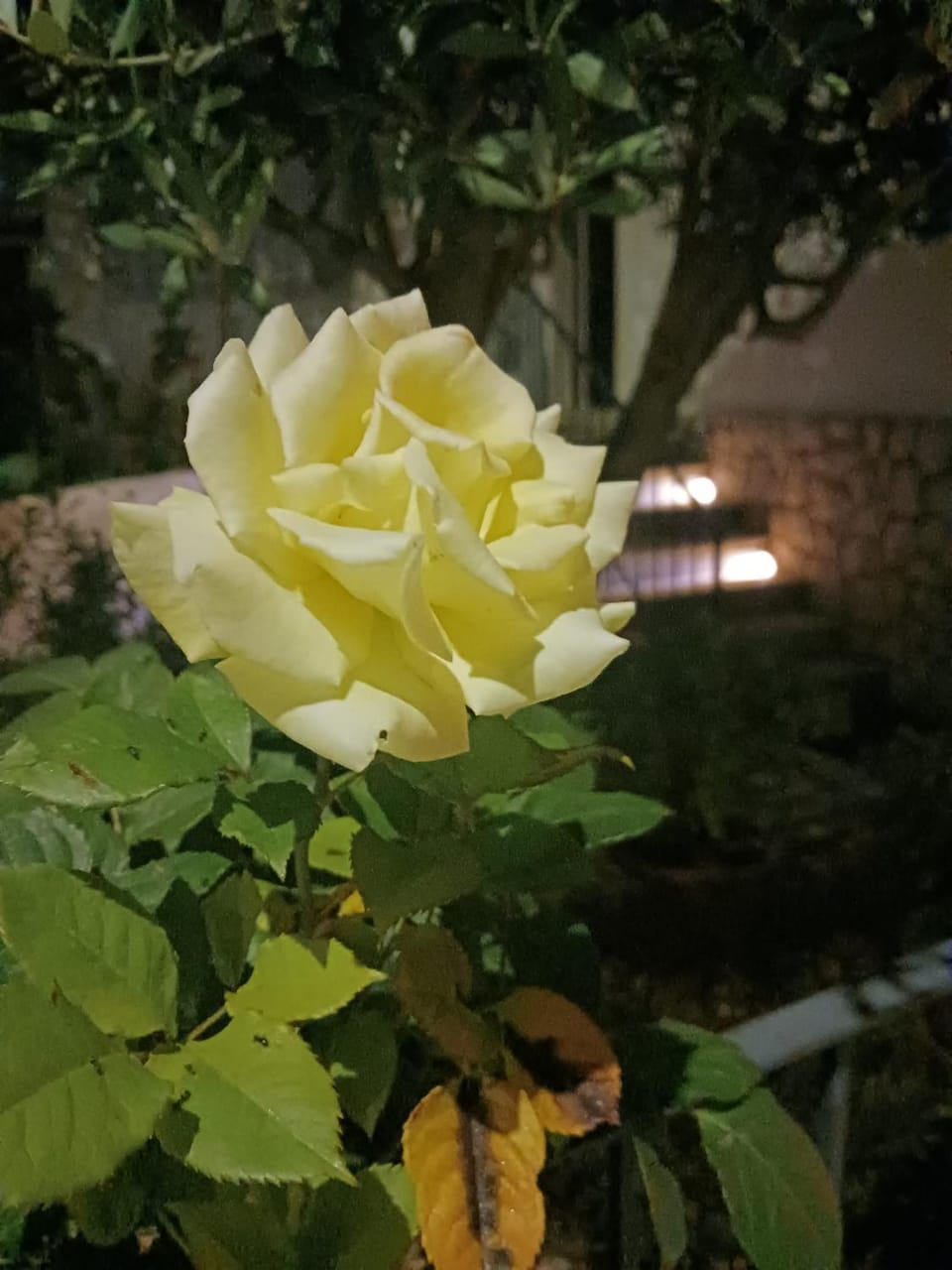 Night, Garden, Garden view