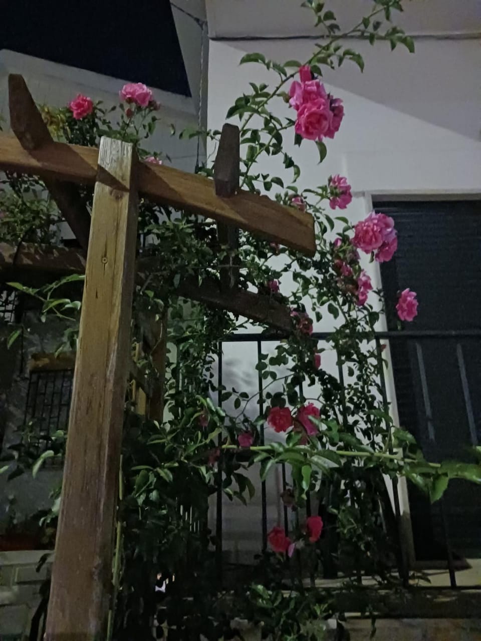 Night, Garden, Garden view