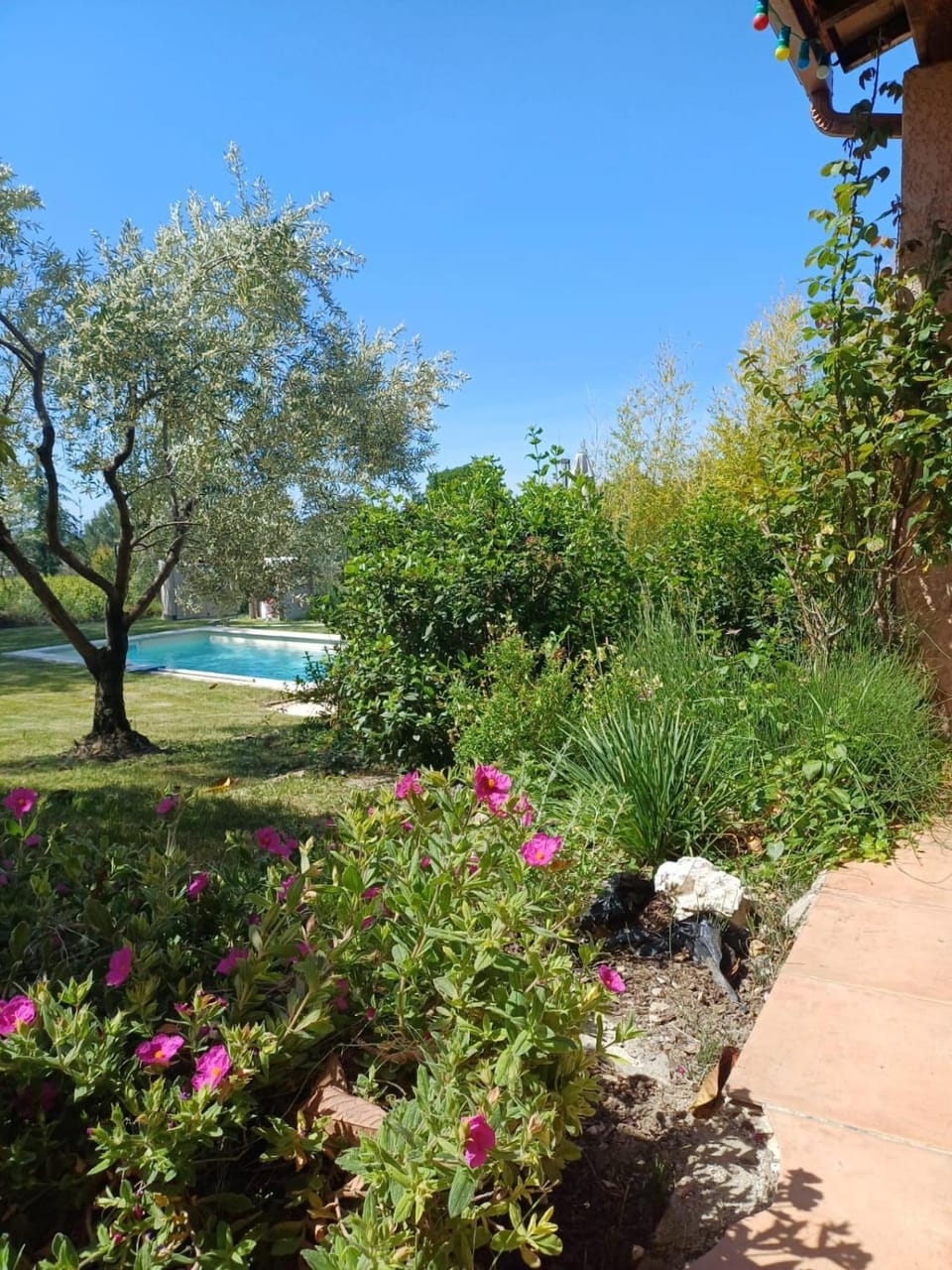 Natural landscape, Garden view, Swimming pool