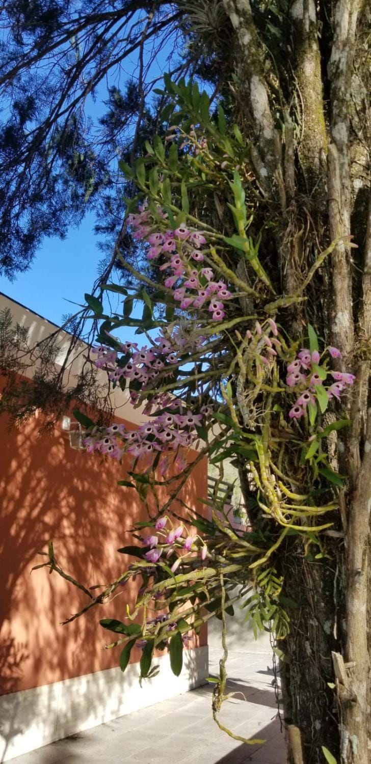 Chácara Recanto da Amizade em Bragança Paulista House in State of São Paulo