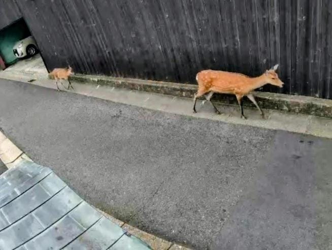 Animals