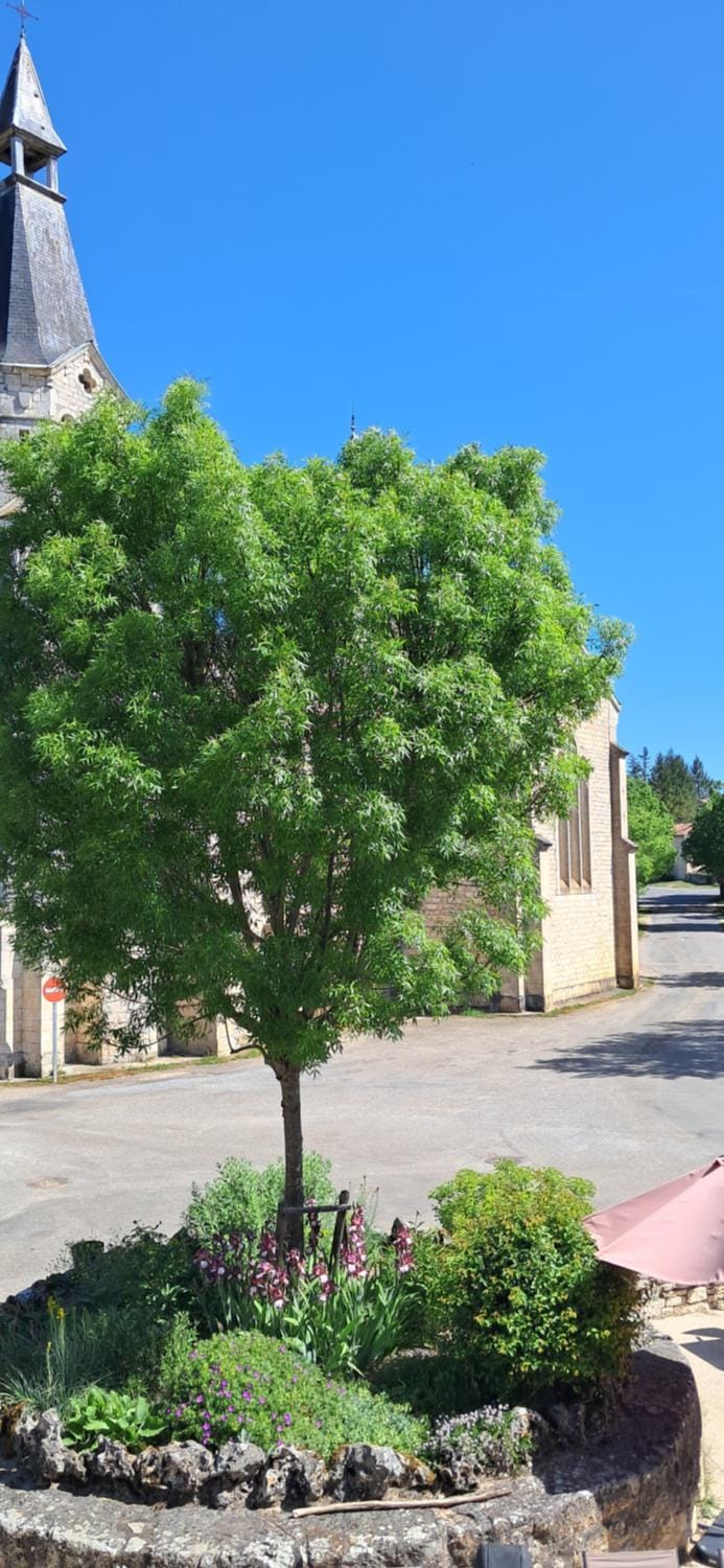 Garden view