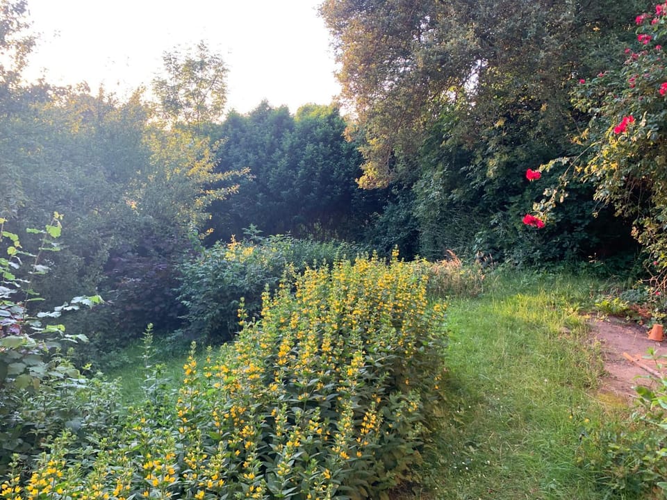 Garden view