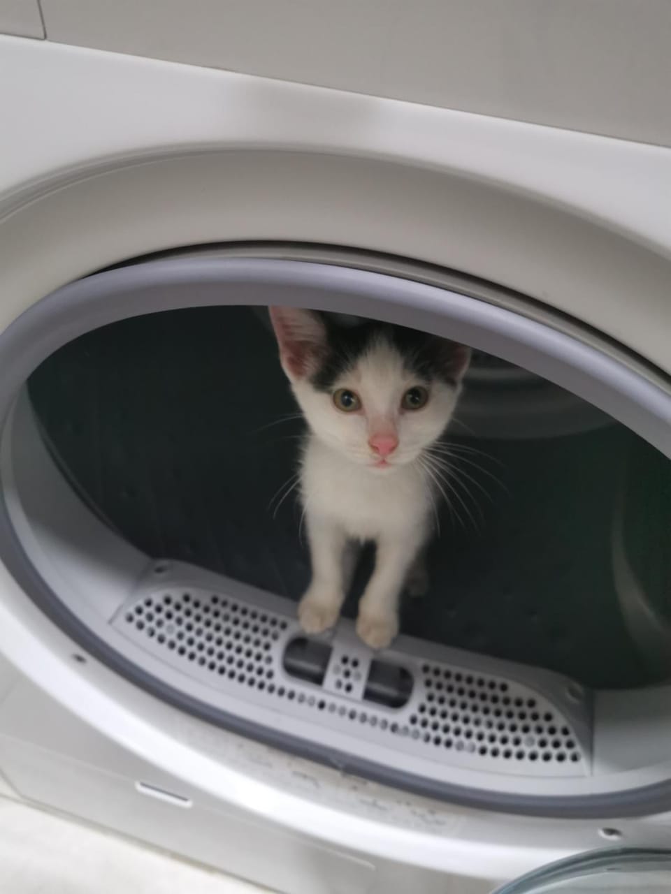 Pets, laundry