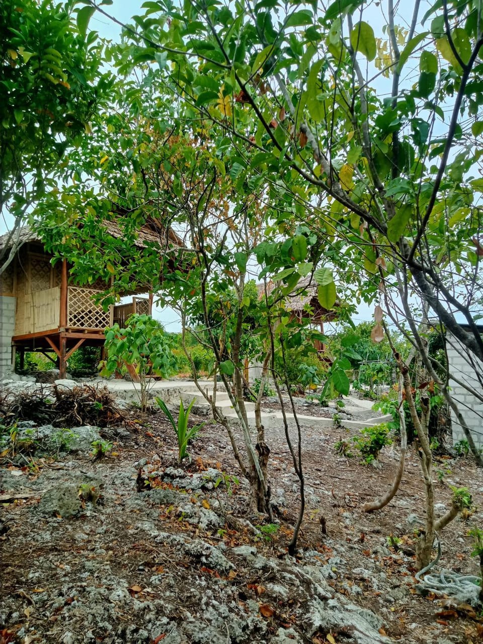Garden view