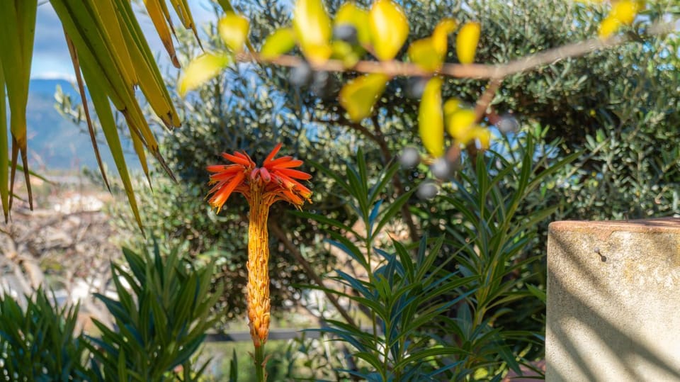 Natural landscape, Garden view