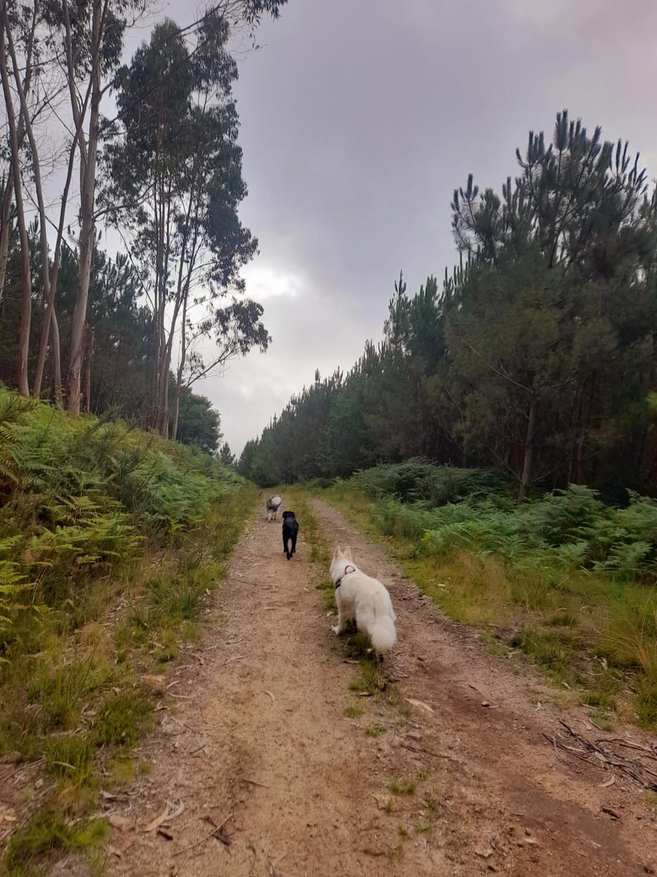 Quinta DePortugal Farm Stay in Viana do Castelo District, Portugal