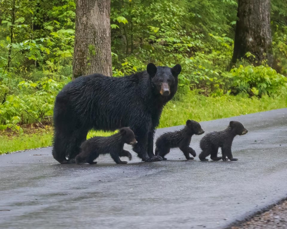Beartastic Mountain View Lodge, Game Room, Hot Tub! Chalet in Gatlinburg