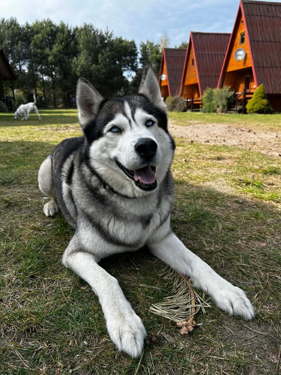 pet friendly, pet friendly