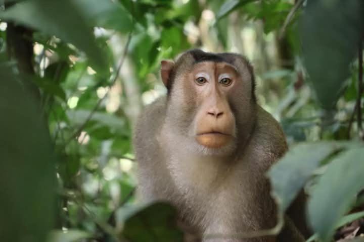 Sumatra Orangutan Tours Orangutan Trekking with Airport Pick Up Drop Off and Accommodation Trekking Required for All Bookings Inn in Indonesia