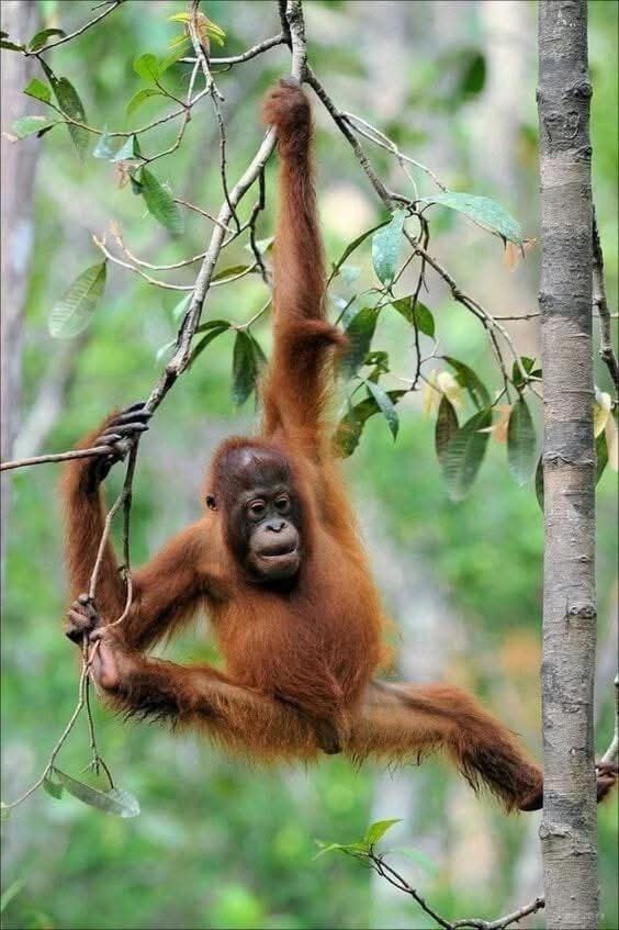 Sumatra Orangutan Tours Orangutan Trekking with Airport Pick Up Drop Off and Accommodation Trekking Required for All Bookings Inn in Indonesia