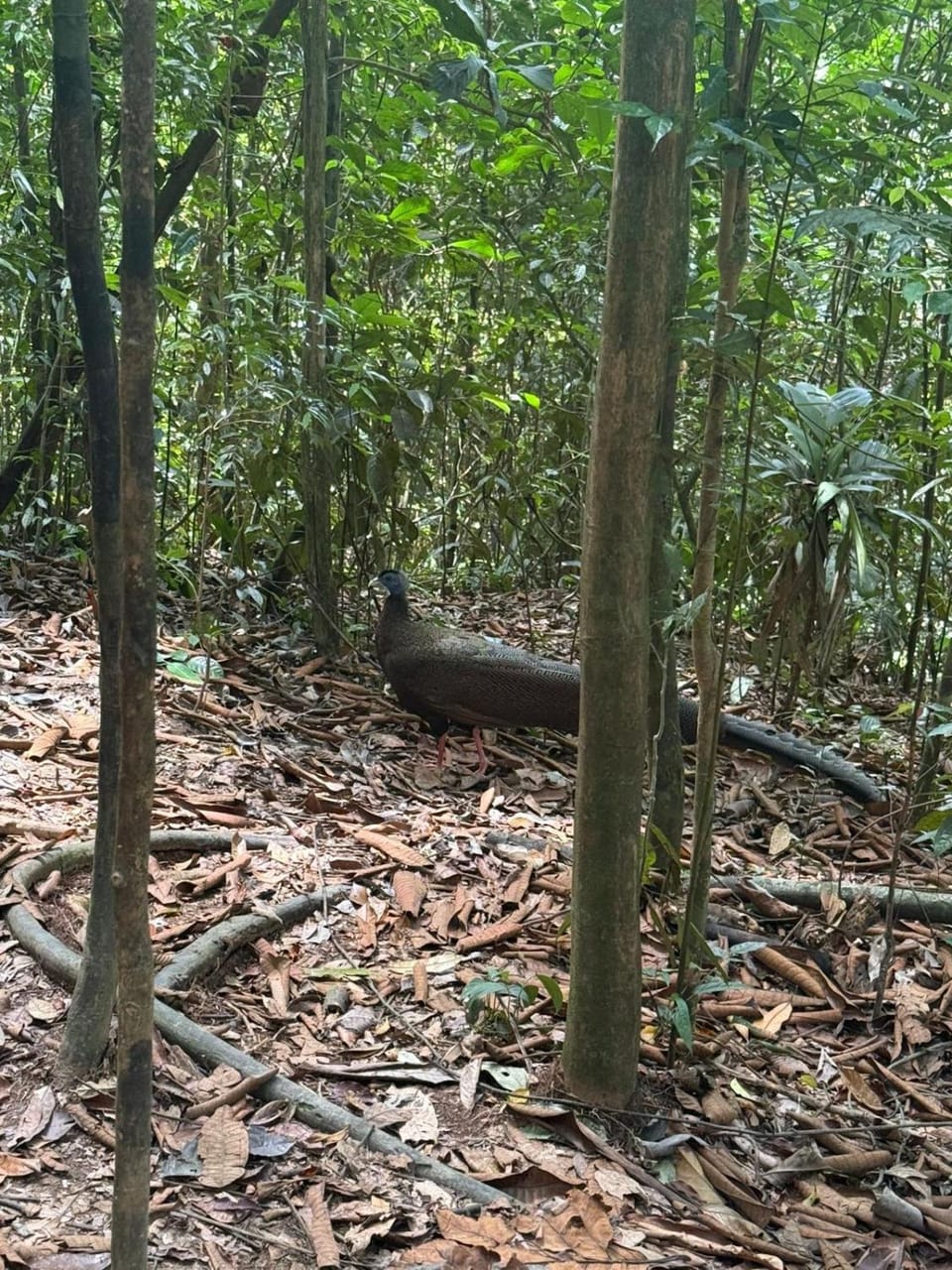Sumatra Orangutan Tours Orangutan Trekking with Airport Pick Up Drop Off and Accommodation Trekking Required for All Bookings Inn in Indonesia