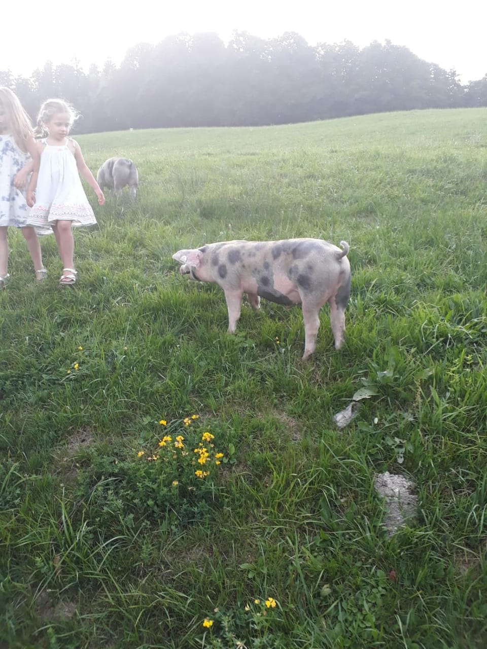 Animals