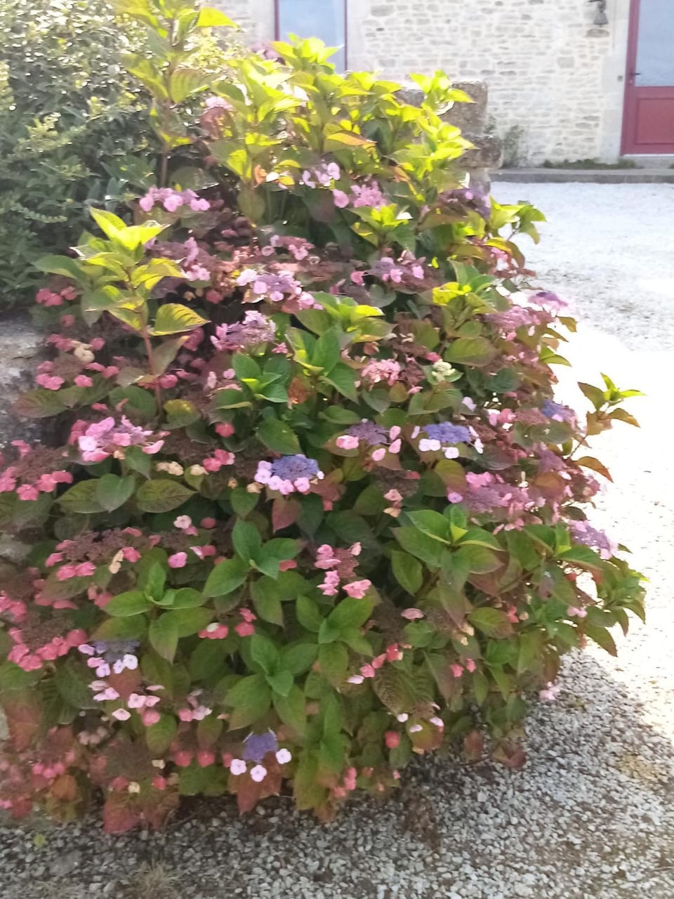 Day, Garden