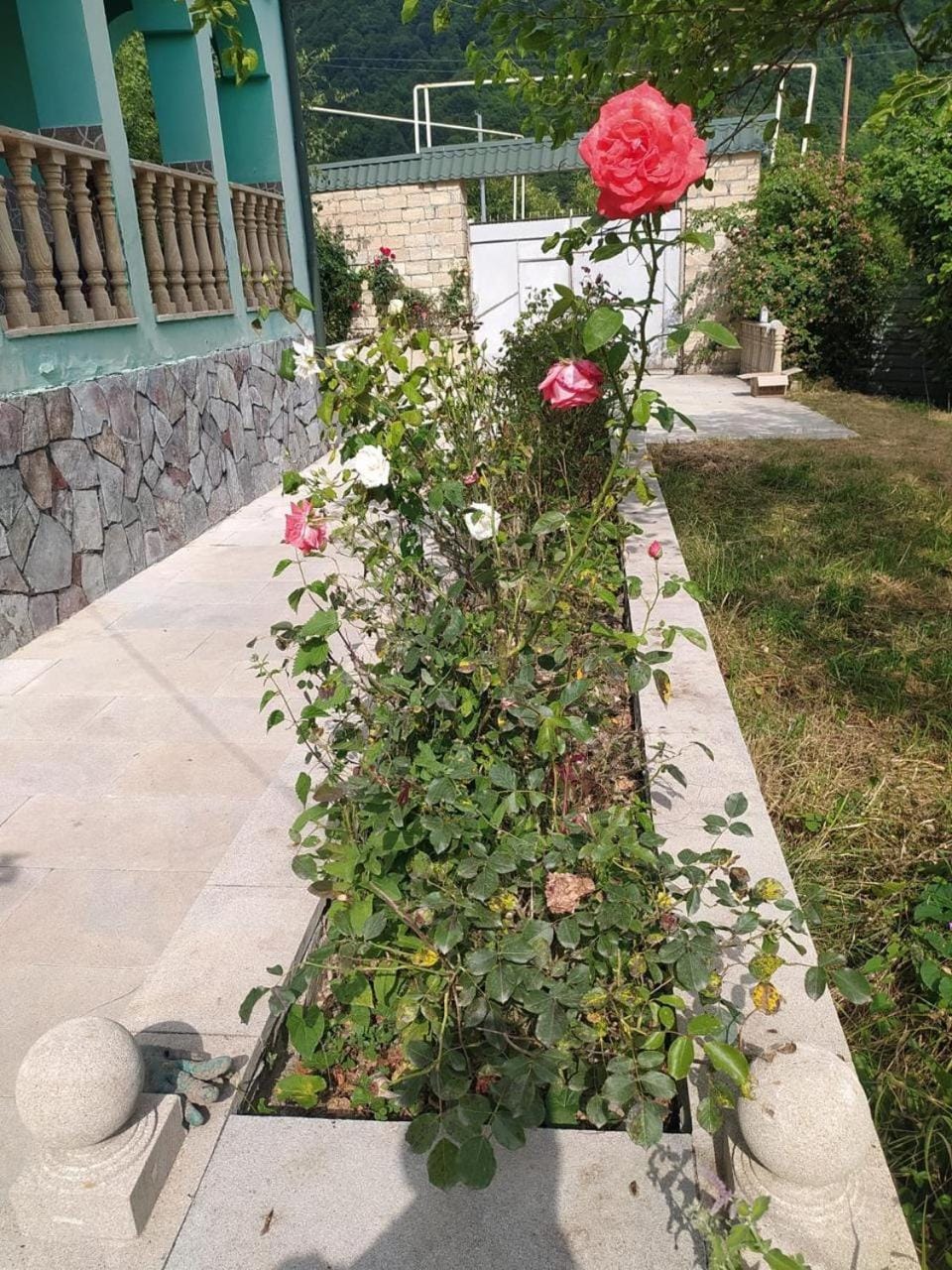 Garden view