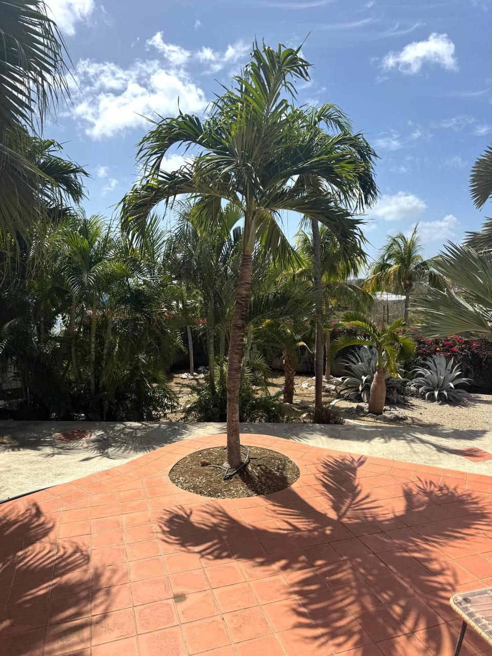 Garden view