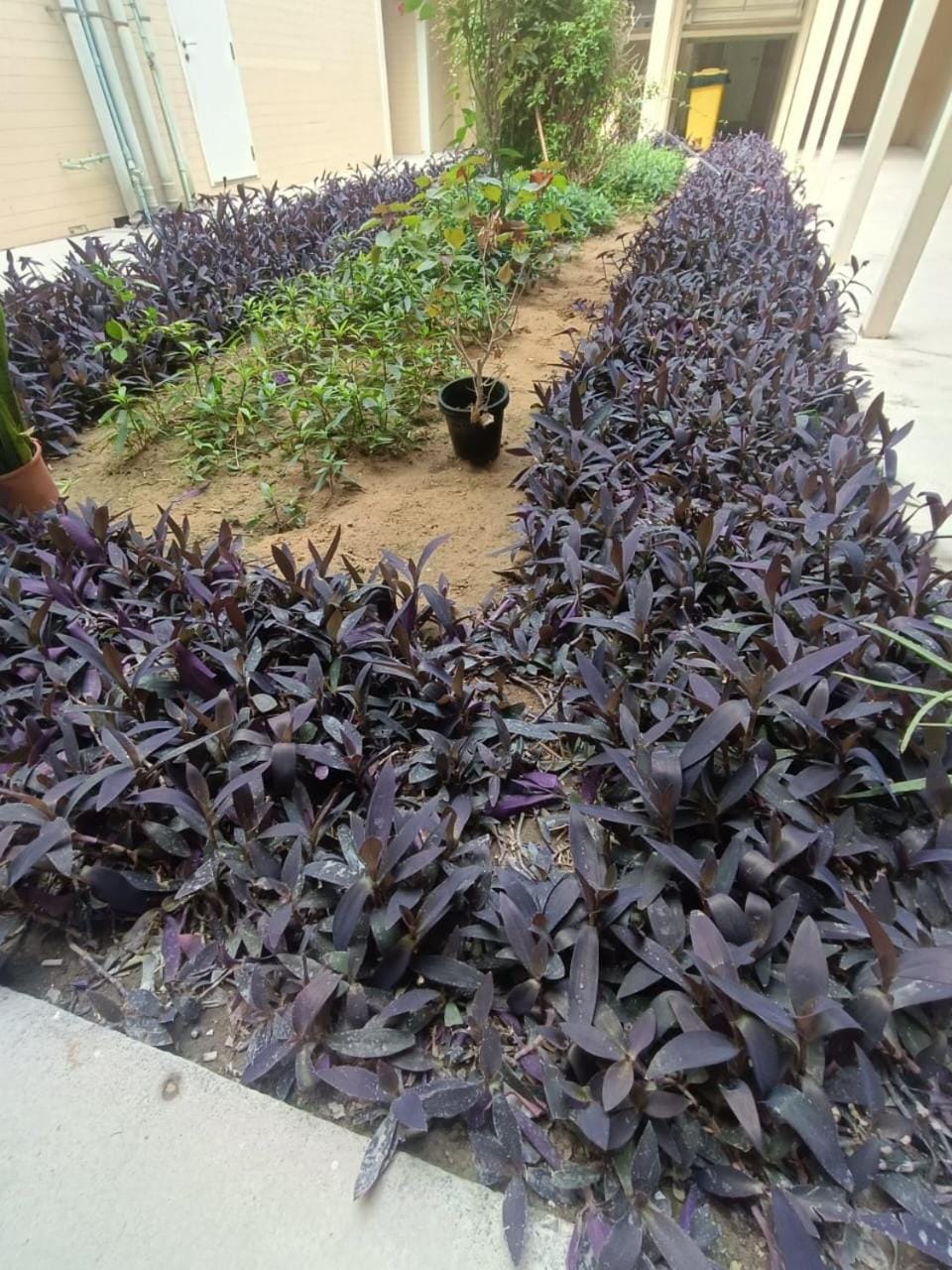 Property building, Garden