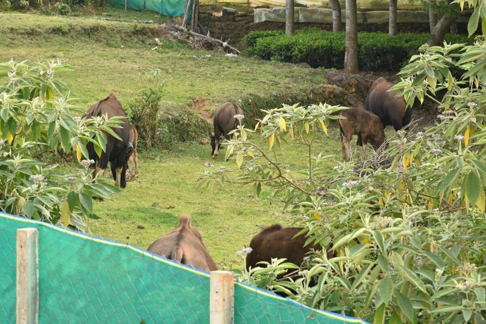 Animals