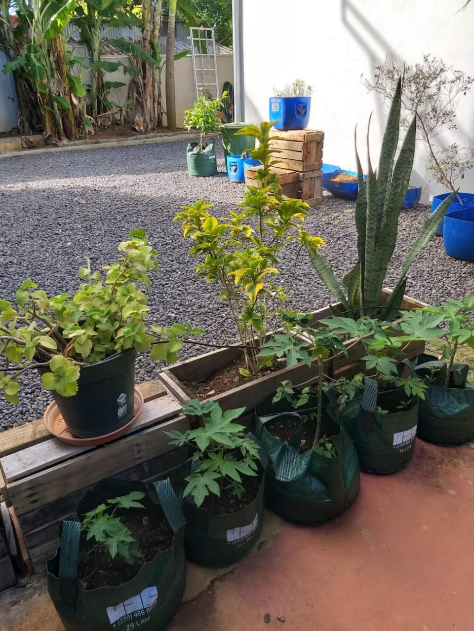 Garden