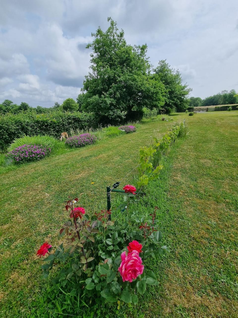 Spring, Day, Natural landscape, Garden, Garden view