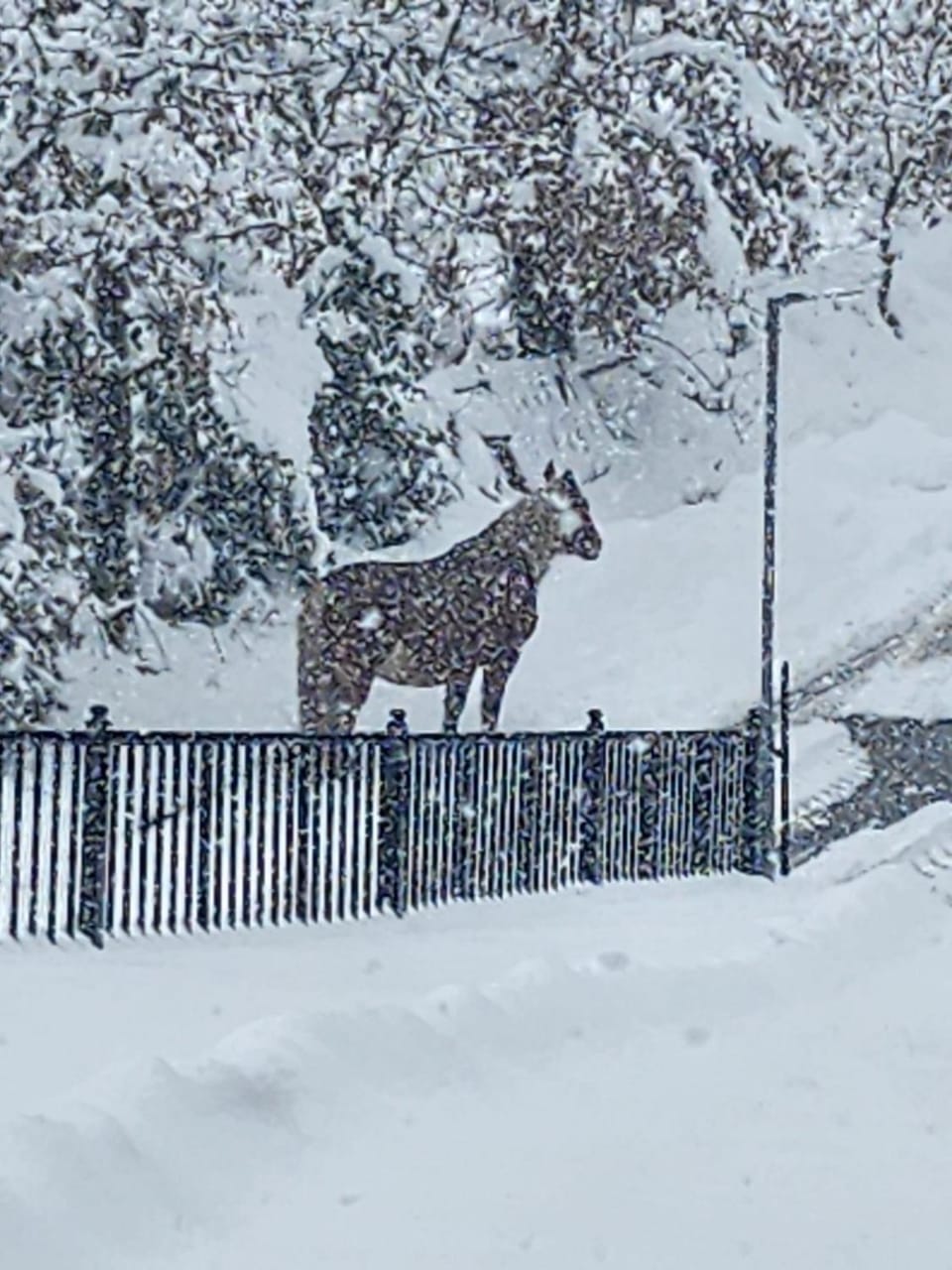 Hotel Rural Alta Sanabria-Restaurante Porto Belo Hotel in Senabria