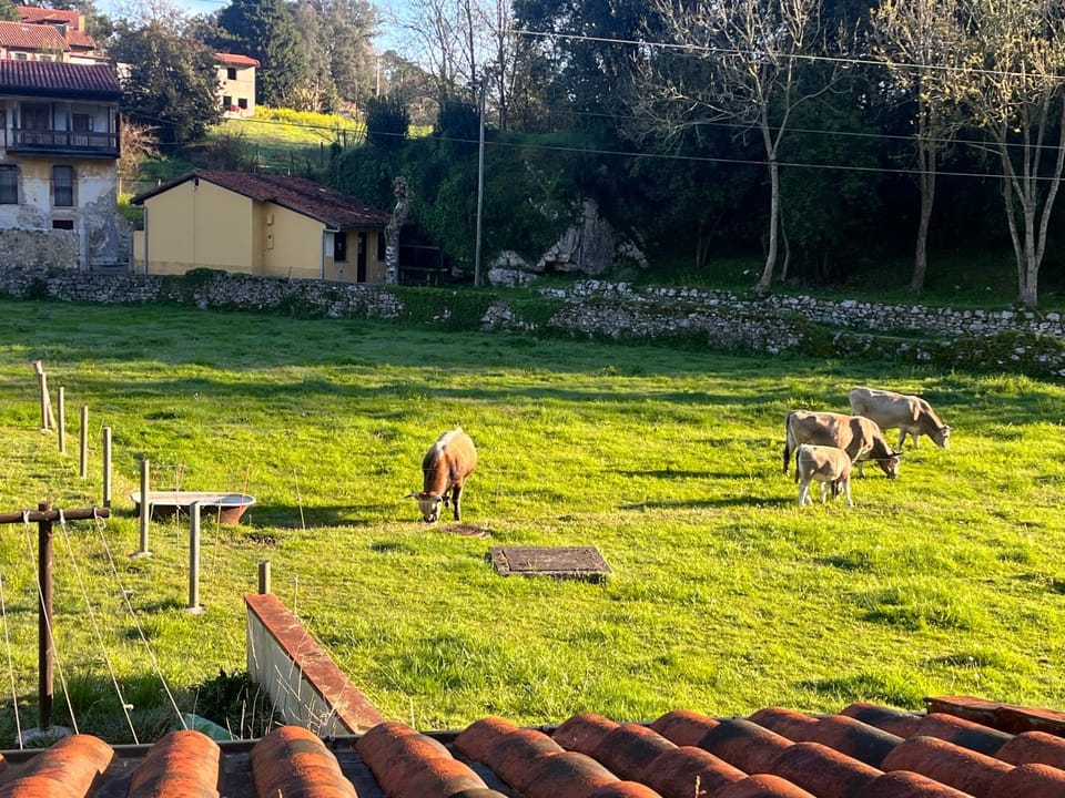 Natural landscape, Garden, Garden view