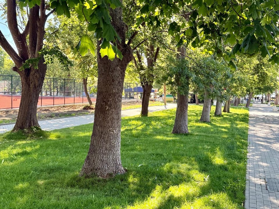 Spring, Day, Garden