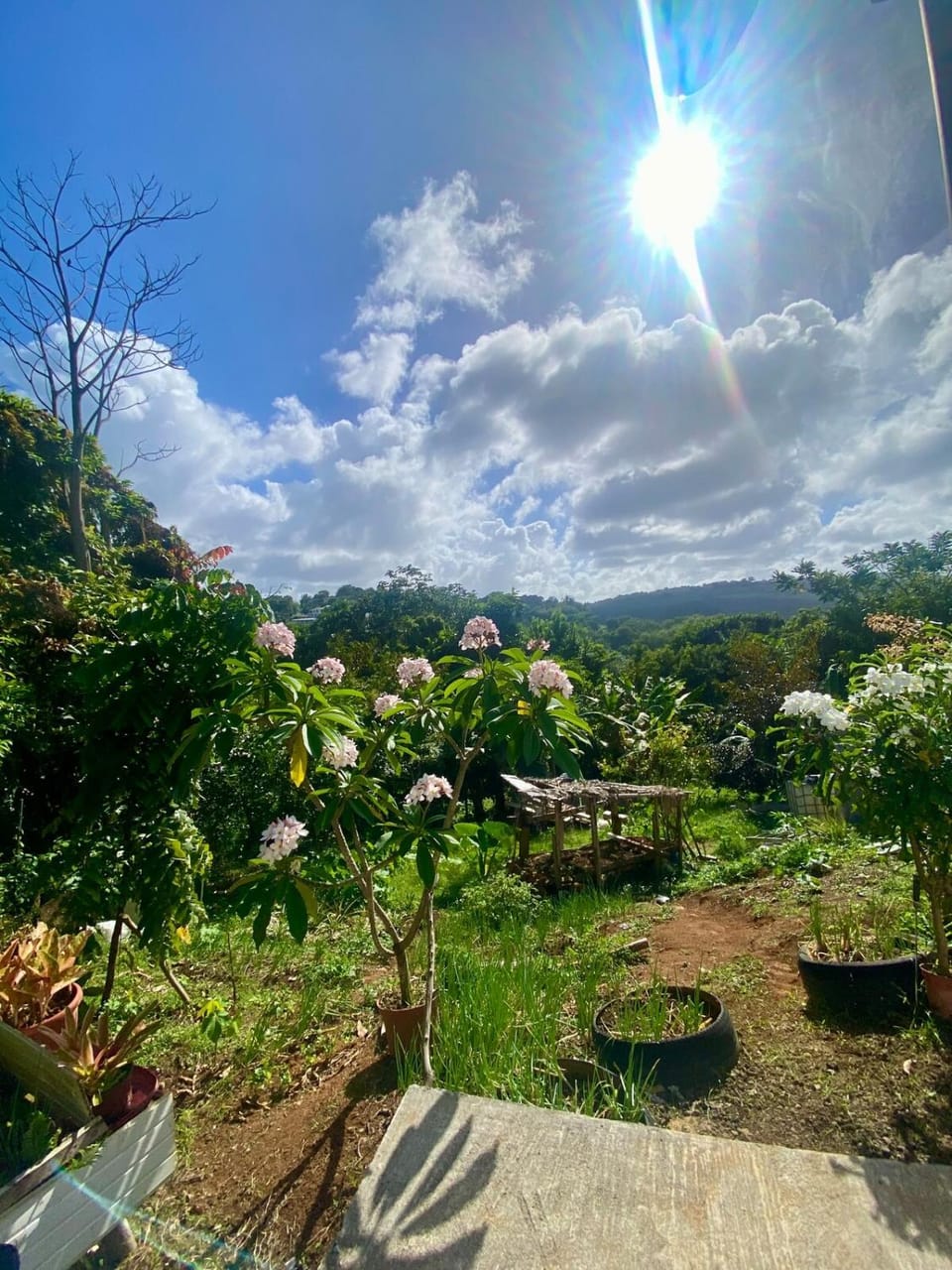 Natural landscape, Garden view, Mountain view