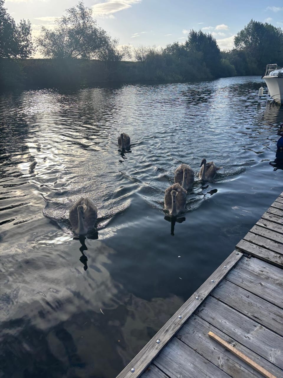 Day, Natural landscape, Animals, Lake view