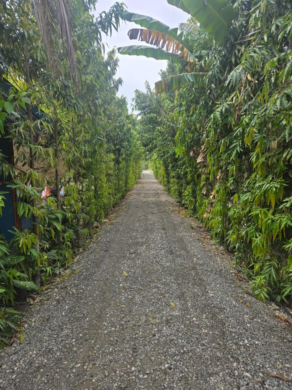 The Cabins at Green Acres Village - Cozy Nature Stay in Moalboal Cabin in Central Visayas