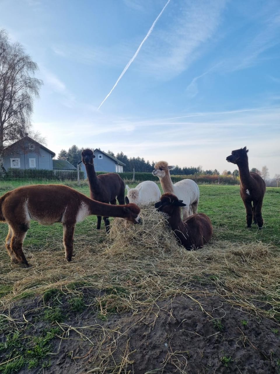View (from property/room), Animals, Animals