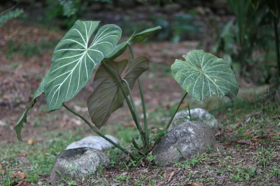 Finca Kapok tree Farm Stay in Bocas del Toro Province