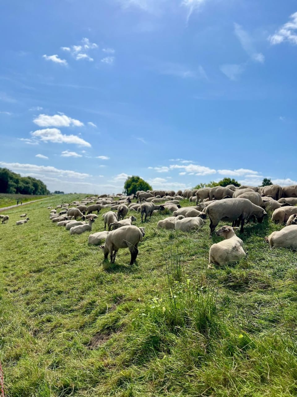 Schöne Wohnung direkt am Elbdeich Apartment in Schleswig-Holstein