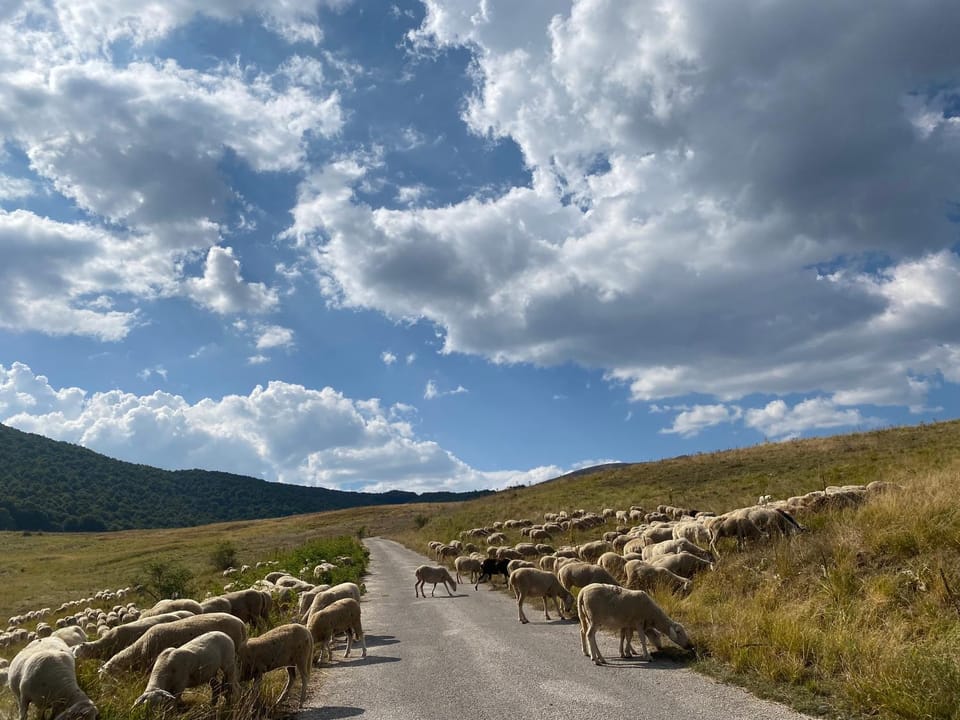 Day, Natural landscape, Animals