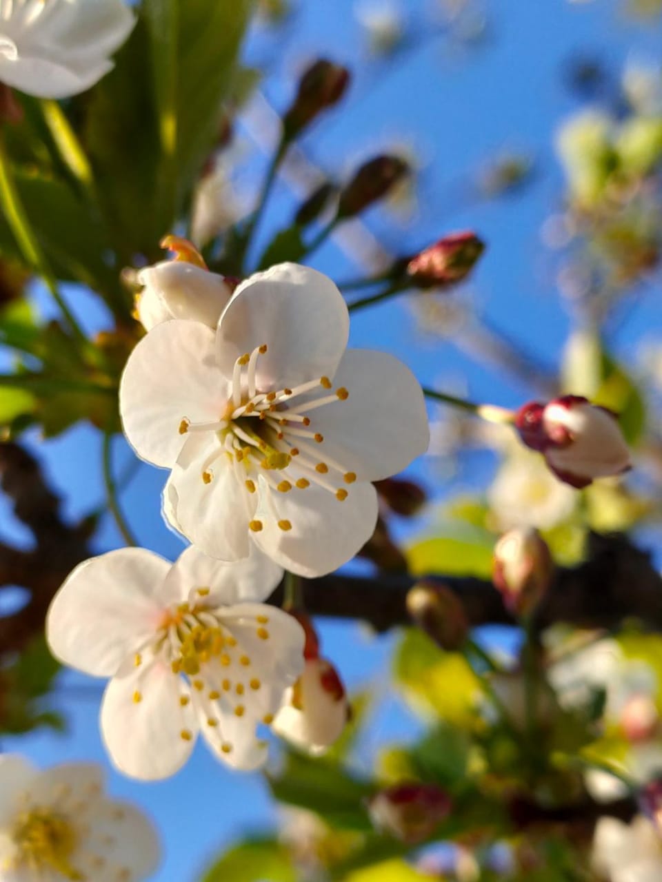 Spring