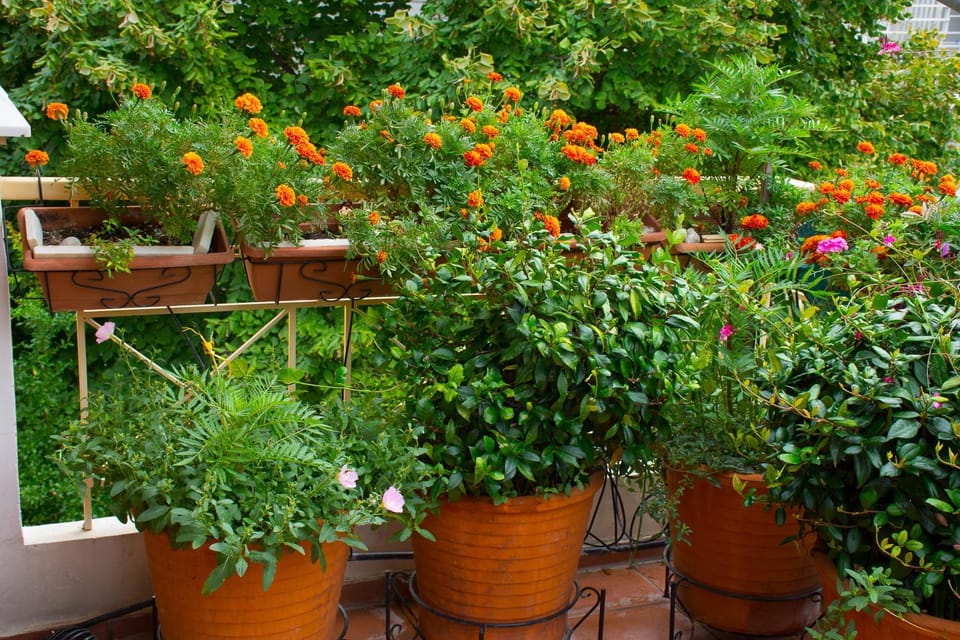 Balcony/Terrace