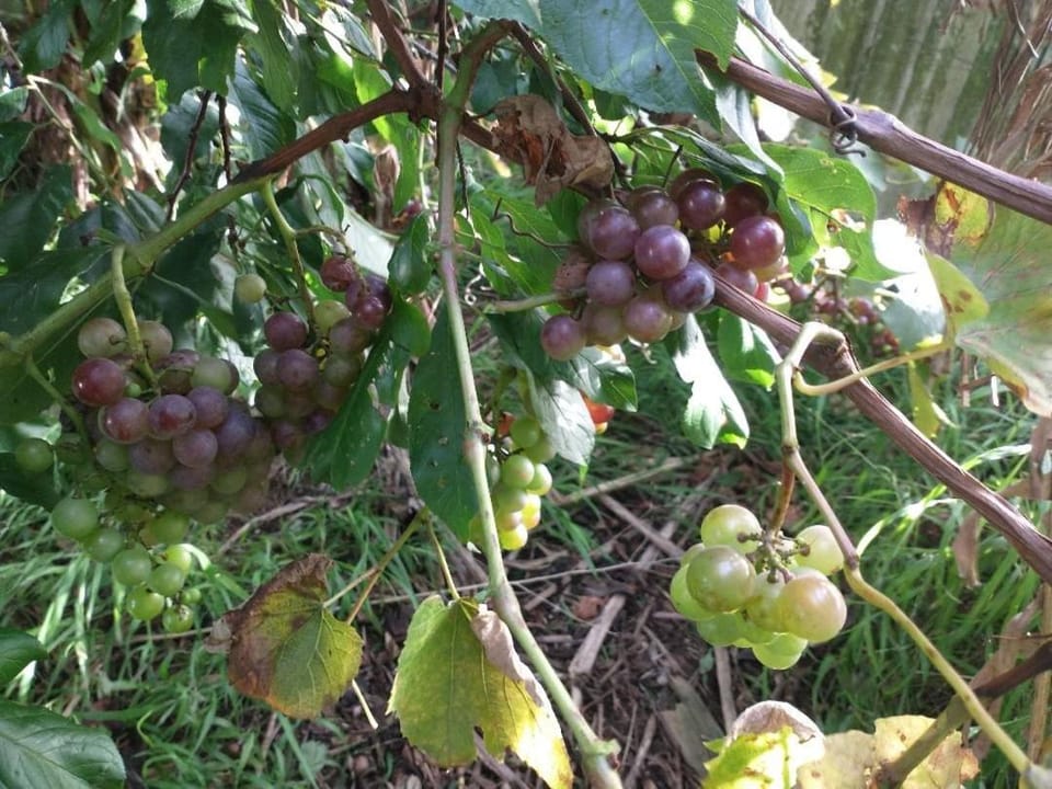 Whangarei holiday gardens Bed and Breakfast in Whangārei