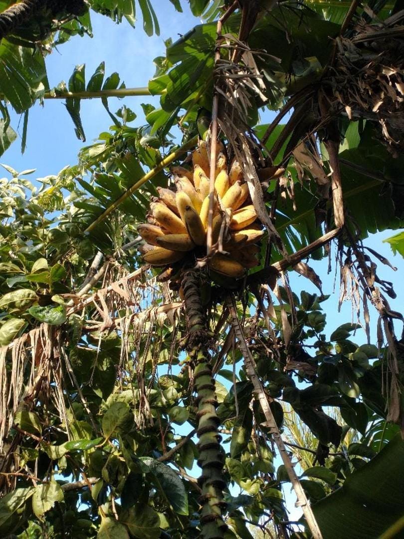 Whangarei holiday gardens Bed and Breakfast in Whangārei