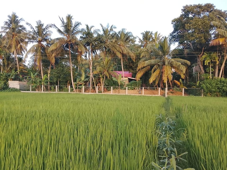Natural landscape, View (from property/room)