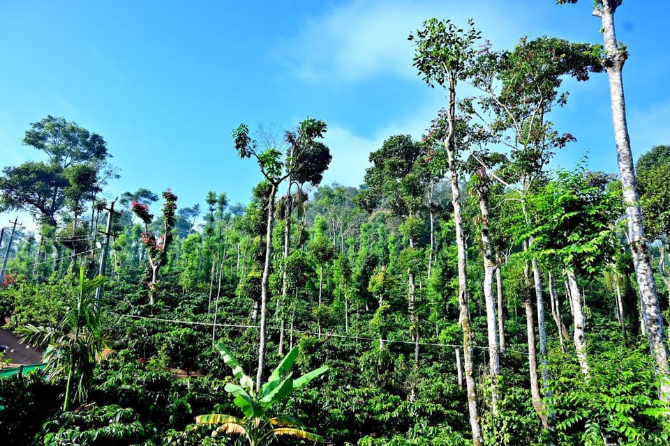 Natural landscape, Garden view