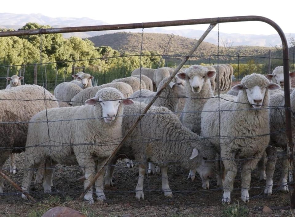 Vredelus Farm Stay Family Cottage Farm Stay in Western Cape