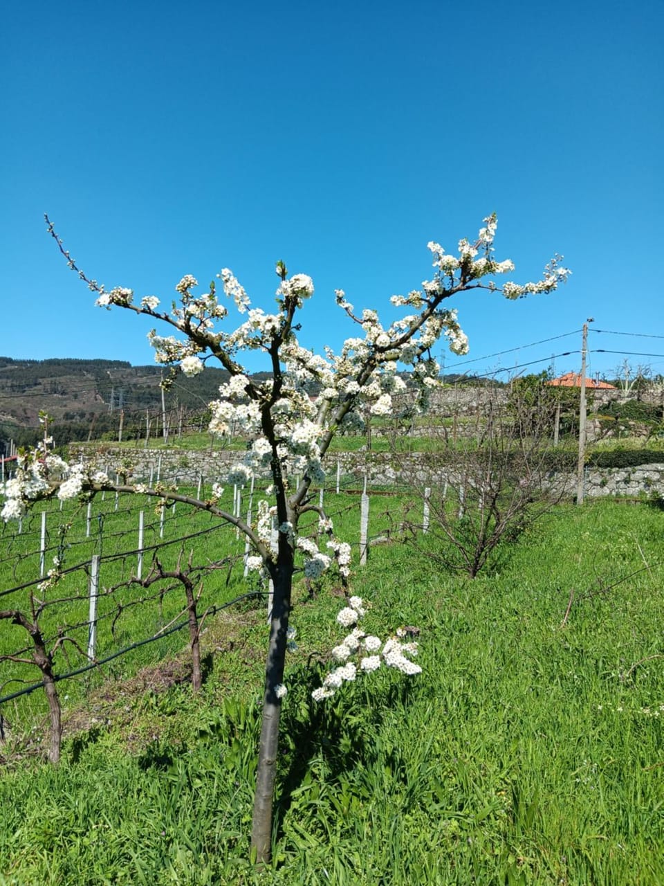 Natural landscape, Garden