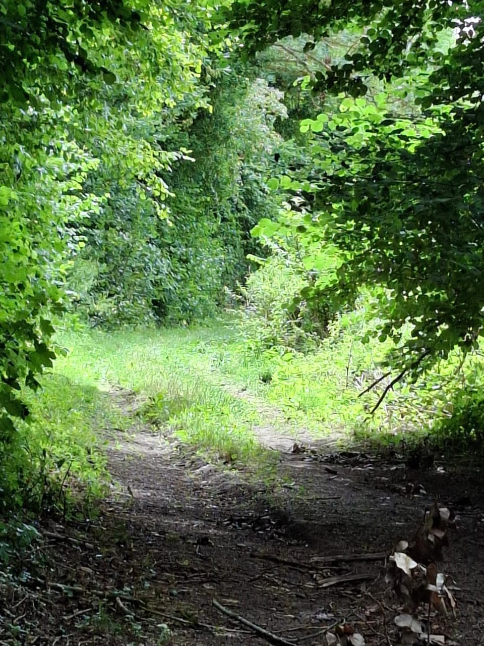Spring, Natural landscape