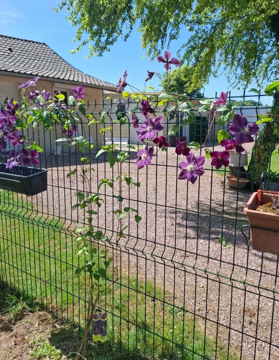 Garden view