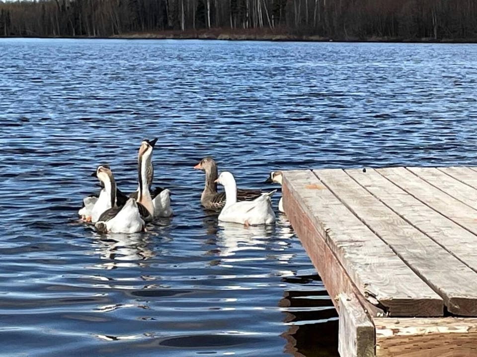 Family Adventure Cabin With Lake View, Barn Animals, canoe Rentals and Trails in Houston, Alaska Cabin in Big Lake