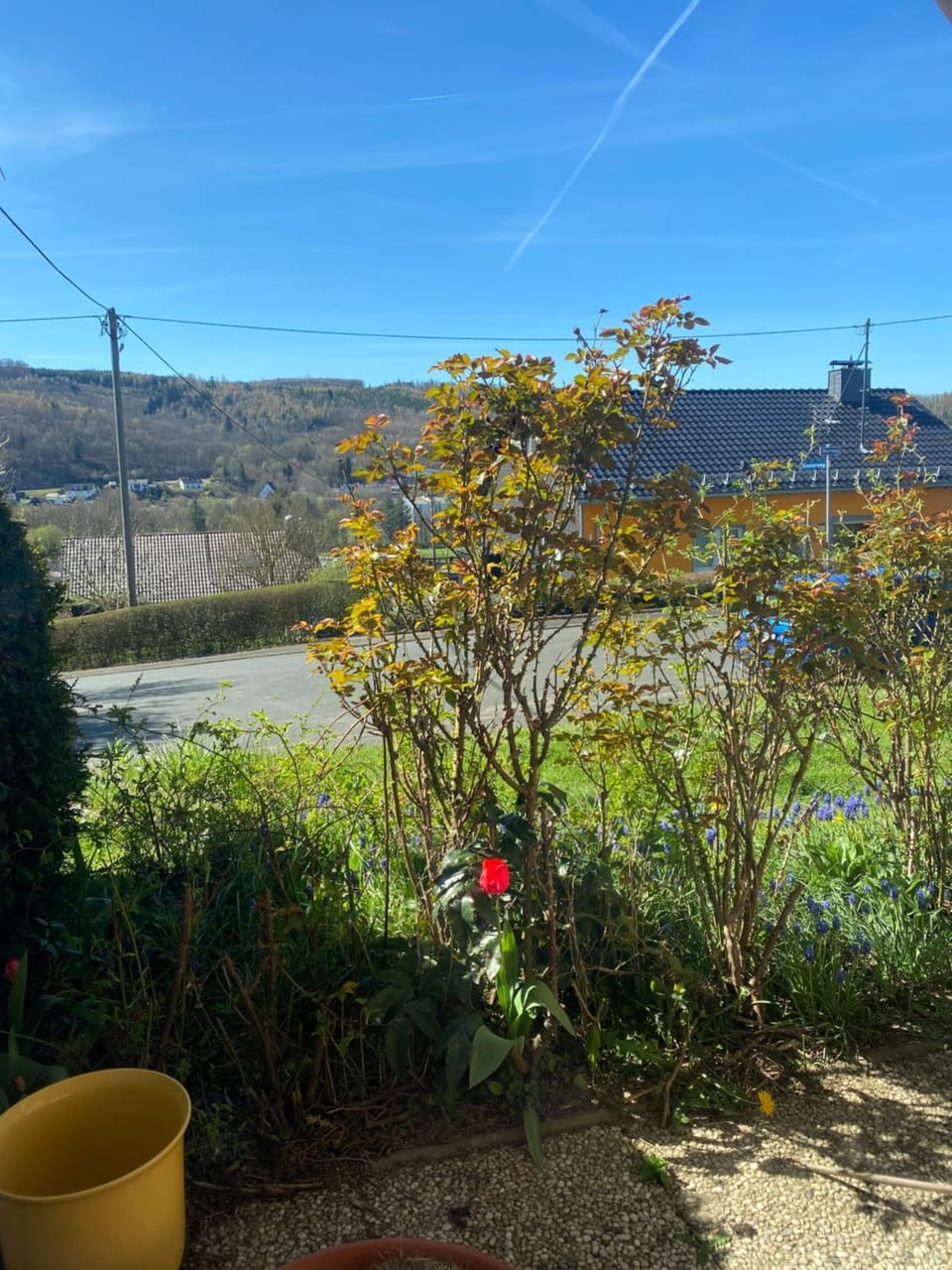 Day, Garden, Garden view