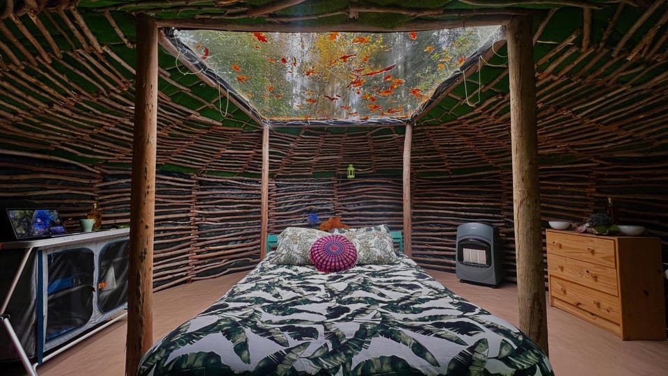 Bed, Kitchen or kitchenette, Living room, Photo of the whole room, Bedroom, furniture
